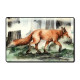 Magnet - Fox in the Mist