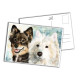 Card - Finnish Lapphund and Samoyed